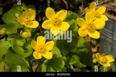 Una palude Calendula pianta che cresce in un giardino. Foto Stock