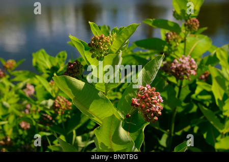 Viola di palude fiorito milkweed asclepias incarnata cresce accanto ad un laghetto ontario canada Foto Stock