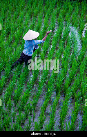 Ubud torna strade sono costituiti da risaie che sono mantenute meticolosamente dagli enti locali produttori di riso. Foto Stock