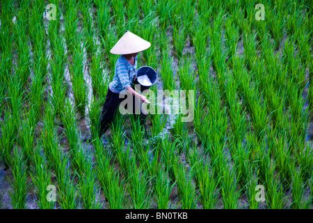 Ubud torna strade sono costituiti da risaie che sono mantenute meticolosamente dagli enti locali produttori di riso. Foto Stock