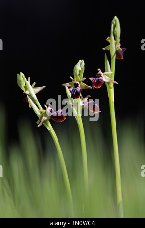 Inizio Spider Orchid, Ophrys mammosa, Grecia Foto Stock