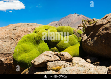 Moss rocce di copertura, Altiplano, Potosi, Bolivia Foto Stock