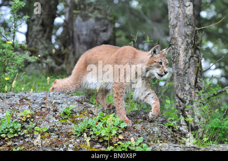 Un grande maschio siberiano Lynx stalking la sua preda Foto Stock