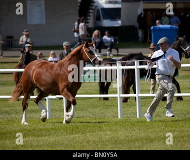 La grande Royal Highland Show 2010  Scottish Agricultural Society of Scotland, Regno Unito tenutasi a Ingliston, Edimburgo, Scozia, Regno Unito Foto Stock