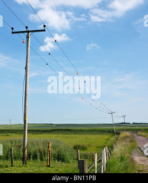Cavi elettrici con volo di uccello deviatori per impedire la migrazione di uccelli essendo fulminato. Foto Stock