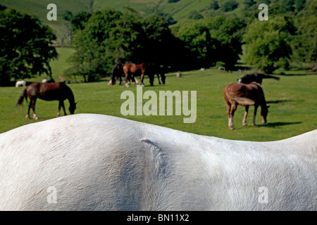 Pony Trekking in campo, Llantony, Gwent Foto Stock