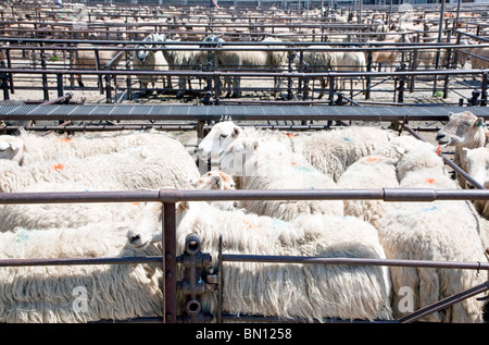 Pecore nel mercato del bestiame, Abergavenny, Gwent Foto Stock