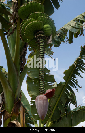 Un colpo di una banana albero che mostra un raccolto di maturazione delle banane e il fiore in fiore, contro un brillante blu cielo caraibico Foto Stock