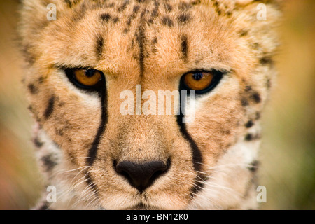 Ghepardo ritratto, Namibia, Africa Foto Stock