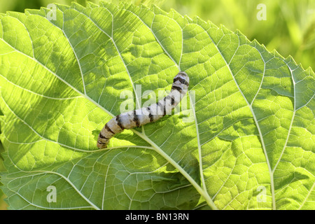 Bachi da seta inanellato worm mangiare mulberry foglia verde Foto Stock