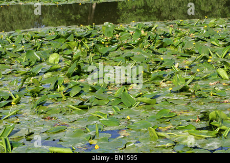 Acqua di colore giallo-lily, Nuphar lutea, Nymphaeaceae. Aka Spatterdock, Mucca Lily, o Stagno giallo-lily. Foto Stock