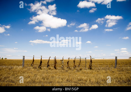 Volpi morto appeso lungo un campo della linea di recinzione in Australia rurale. Foto Stock