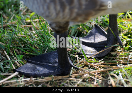 Piedini a gambo di un Canada Goose Foto Stock