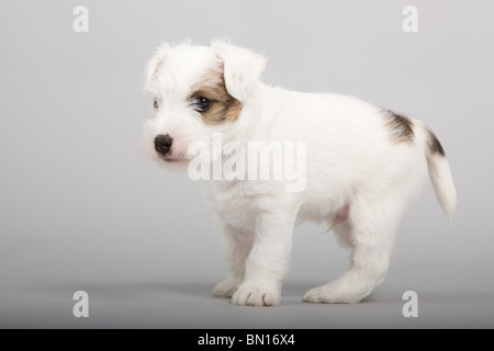 Parson russel terrier cucciolo closeup Foto Stock