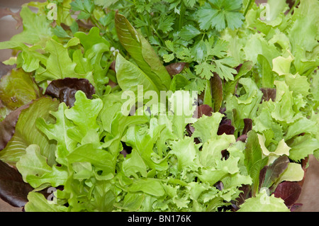 Contenitore di lattuga coltivata e prezzemolo Foto Stock