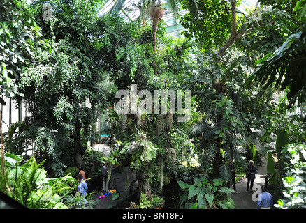 Jardin des Plantes, serra tropicale, Parigi, Francia Foto Stock