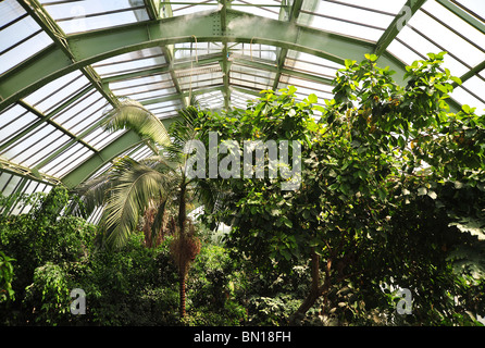 Jardin des Plantes, serra tropicale, Parigi, Francia Foto Stock