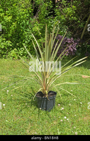 Potted Cordyline australis cultivar 'Sparkler' otherwise known as the Cabbage Tree placed on a Garden Lawn Foto Stock