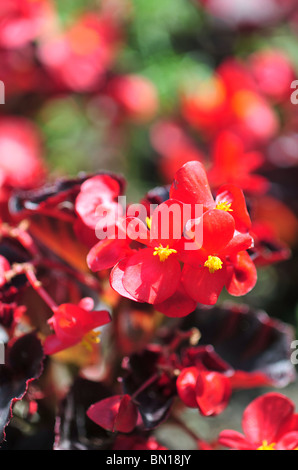 Begonia semperflorens 'partito amico" Foto Stock