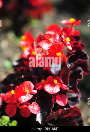 Begonia semperflorens 'partito amico" Foto Stock