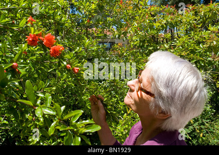 Un giardiniere ammirando i fiori del suo albero di Melograno (Punica granatum). Jardinière admirant Les Fleurs de son granatiere. Foto Stock