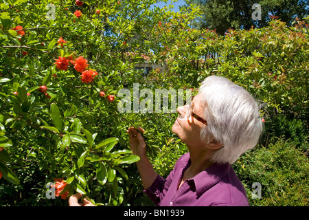 Un giardiniere ammirando i fiori del suo albero di Melograno (Punica granatum). Jardinière admirant Les Fleurs de son granatiere. Foto Stock