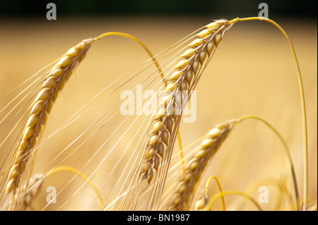 La maturazione di orzo in un campo nella campagna inglese. Oxfordshire, Inghilterra Foto Stock