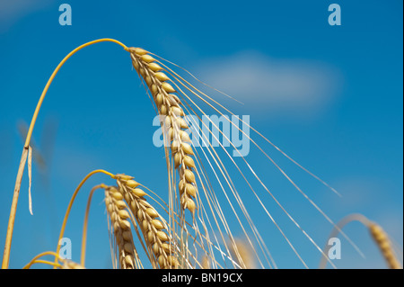 Raccolto di orzo in fase di maturazione a campi contro un cielo blu. Oxfordshire, Inghilterra Foto Stock