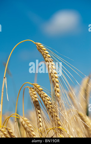 Raccolto di orzo in fase di maturazione a campi contro un cielo blu. Oxfordshire, Inghilterra Foto Stock