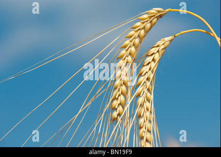 Raccolto di orzo in fase di maturazione a campi contro un cielo blu. Oxfordshire, Inghilterra Foto Stock