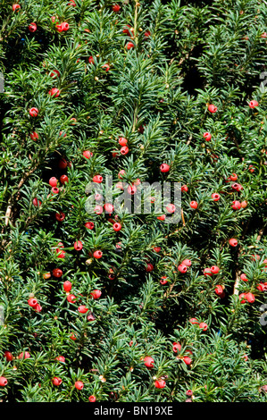 Bacche rosse su comuni yew, Taxus baccata Foto Stock