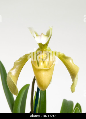 Unico fiore giallo di una pantofola orchidea (Paphiopedilum) Foto Stock