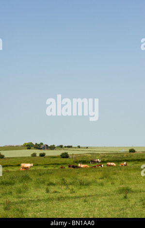 Una piccola mandria di vacche da latte al pascolo in un campo del Isle of Sheppey in Kent. Foto Stock