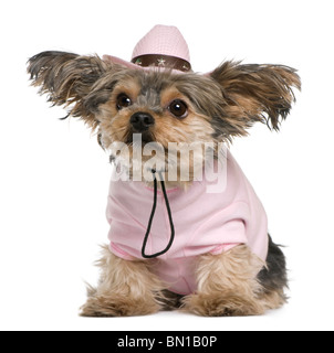 Yorkshire terrier, 2 anni, vestito e indossa una rosa cappello da cowboy seduto davanti a uno sfondo bianco Foto Stock