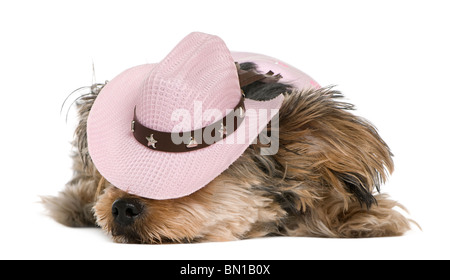 Yorkshire terrier, 2 anni, vestito e indossa una rosa cappello da cowboy disteso di fronte a uno sfondo bianco Foto Stock