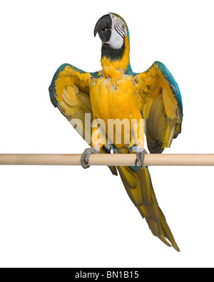 Giovani blu-giallo Macaw appollaiate davanti a uno sfondo bianco Foto Stock