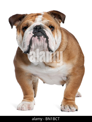 Bulldog inglese, 18 mesi di età, in piedi di fronte a uno sfondo bianco Foto Stock