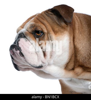 Close-up di Bulldog inglese, 18 mesi di età, di fronte a uno sfondo bianco Foto Stock