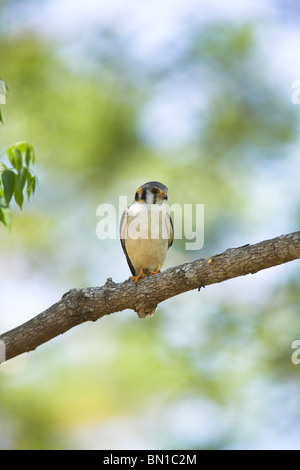 American Gheppio Falco sparverius maschio appollaiato sul ramo a La Belen, Camaguey, Repubblica di Cuba in aprile. Foto Stock