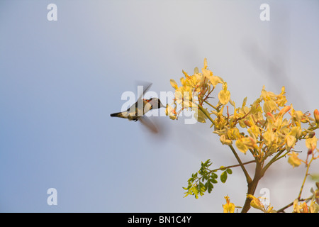 Bee Hummingbird Mellisuga helenae maschio adulto nectaring sui fiori a Zapata, Repubblica di Cuba in aprile. Foto Stock