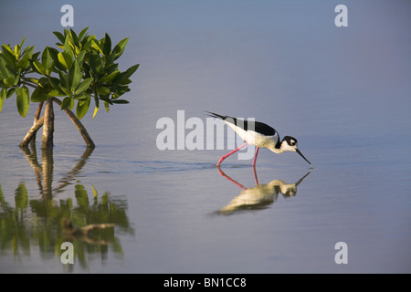 Nero a collo Stilt Himantopus mexicanus guadare in poco profonda laguna di mangrovie a Cayo Guillermo, Repubblica di Cuba in aprile. Foto Stock