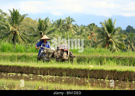 Un agricoltore aratura in un invaso la risaia, nei pressi di Ubud, Bali, Indonesia Foto Stock