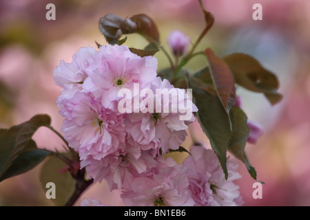 Giapponese albero ciliegio (Prunus serrulata) in Bloom, Maschio Karpaty, Slovacchia. Foto Stock