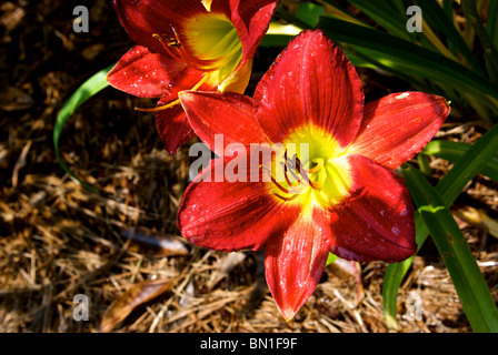 Rugiada di mattina coperto rosso infuocato giglio fiore nei giardini del americano Società Rose Garden di Shreveport LA Foto Stock