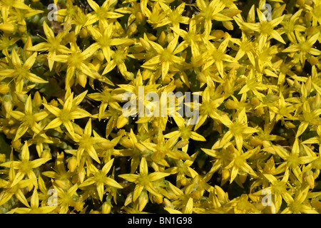 Mordere Stonecrop Sedum acre prese sulla costa di Sefton, Merseyside, Regno Unito Foto Stock