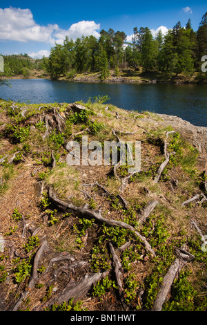 Visualizzazione classica del Tarn Howes su una giornata d'estate nel Lake District inglese. Foto Stock