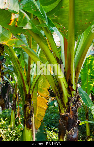 Vista ravvicinata di banani. KwaZulu Natal, Sud Africa. Foto Stock