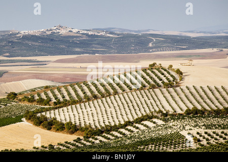 Oliveti vicino a Montemayor e montilla Foto Stock