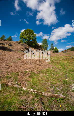 Inglese quercia su una collina immersa in un bagno di sole estivo di luce con un profondo cielo blu e bianchi e soffici nuvole. Foto Stock