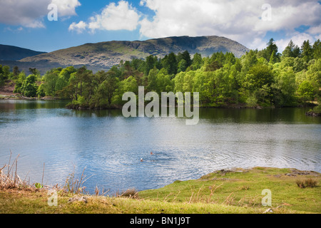 Visualizzazione classica del Tarn Howes con nuotatori la balneazione su una giornata d'estate nel Lake District inglese. Foto Stock